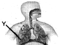 Ringkasan Materi IPA SMP: Sistem Organ Pada Manusia - Bagian 3  (Materi, Contoh Soal dan Pembahasan)
