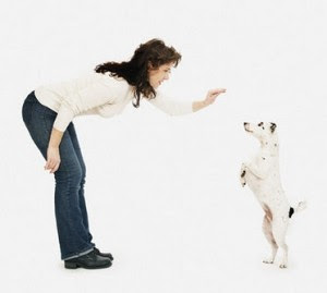 Best Simple Dog Training Expert Tips