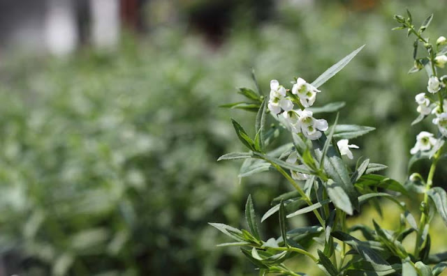 Angelonia Flowers Pictures