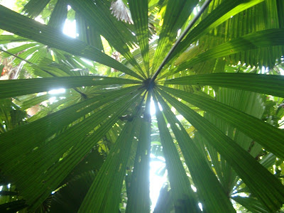 palm leaves