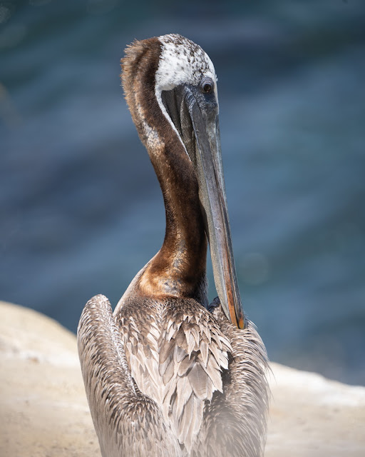 Pelican, La Jolla, San Diego:Photo by Y S on Unsplash