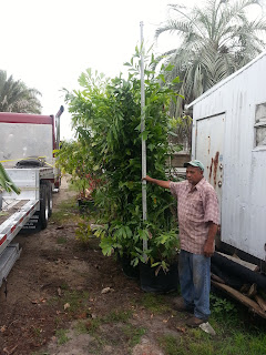 Caryota mitis, Hedge Palm Tree