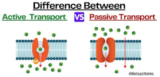 Difference Between Active and Passive Transport