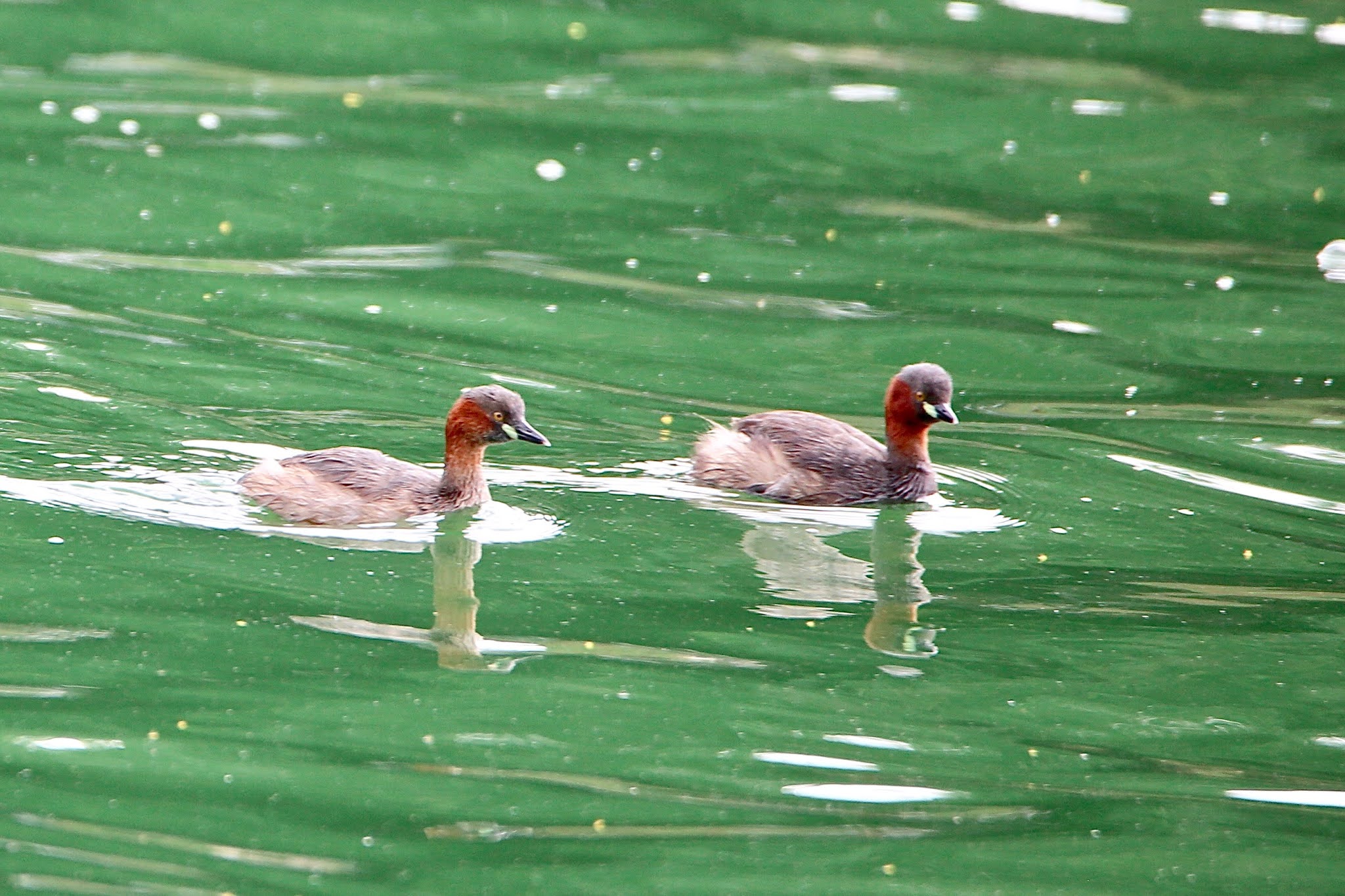 Little Grebes birds high resolution images free
