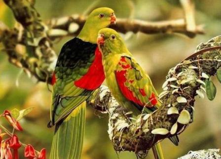 wallpapers of love birds. Love Birds Wallpapers,