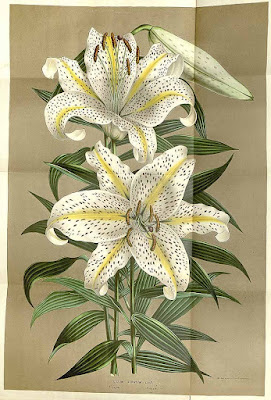 Лилия золотистая (Lilium auratum)