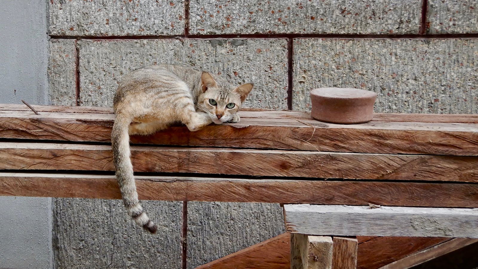 On s'ennuie de notre chatte Gribouille