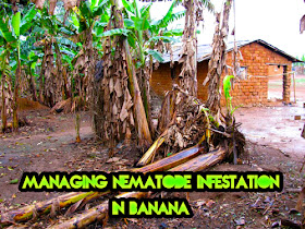 Managing nematode infestation in banana