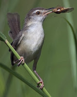 Burung Ciblek