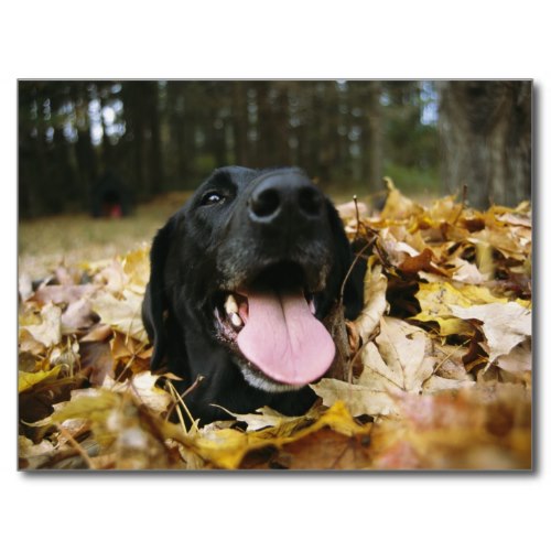Black Lab All Smiles Amongst Autumn Leaves | Cute Photo Postcard