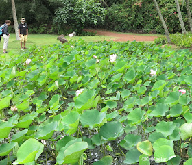 lotus Nelumbo nucifera