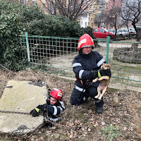 Căţeluş căzut într-un canal, salvat de pompierii din Calafat 