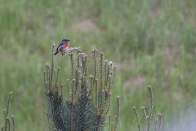 male bluebird in pine tree top