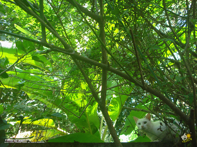 White tabby cat in greenery - Simply love hanging around the foliage
