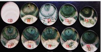 Induction and characterization of a cellulase overproducing mutant strains of Trichoderma harzianum