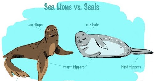 Seed To Feed Me What Is The Difference Between A Sea Lion And A Seal