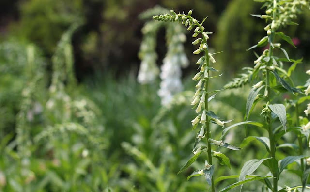 Digitalis Lutea Flowers Pictures