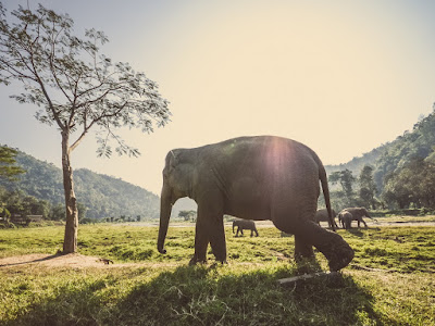 foto elefantes bajo sol incesante 