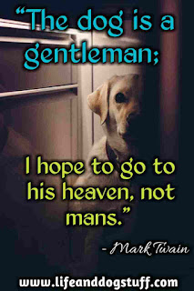  Beautiful Dog Quotes and Sayings
