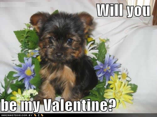 Happy Valentines Day! From our puppies: 2/24/10!