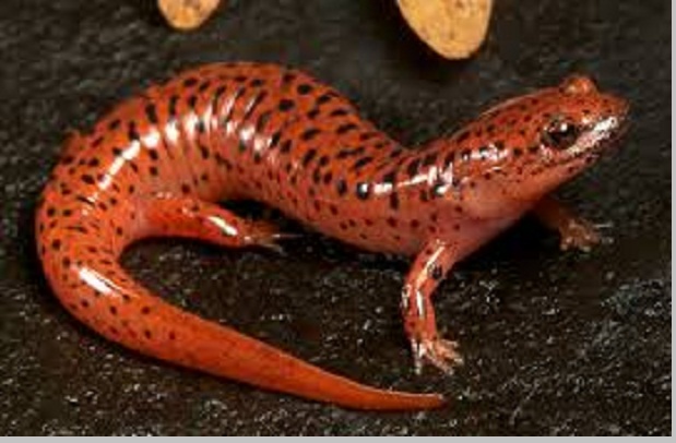 Salamander Arodela berbagaireviews com