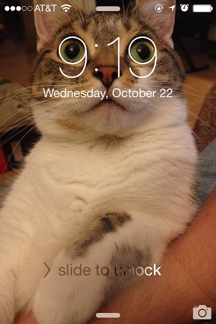 Cat wallpaper