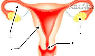 Organ reproduksi wanita, tuba fallopi (oviduk), uterus, serviks, dan ovarium, gambar soal no. 32 IPA SMP UN 2019