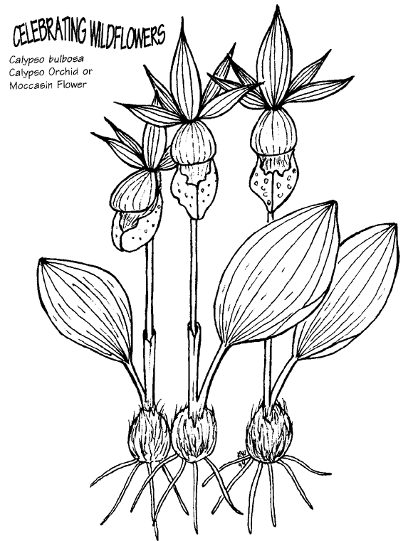 Download Coloring Pages for Kids: Orchid Flower Coloring Page