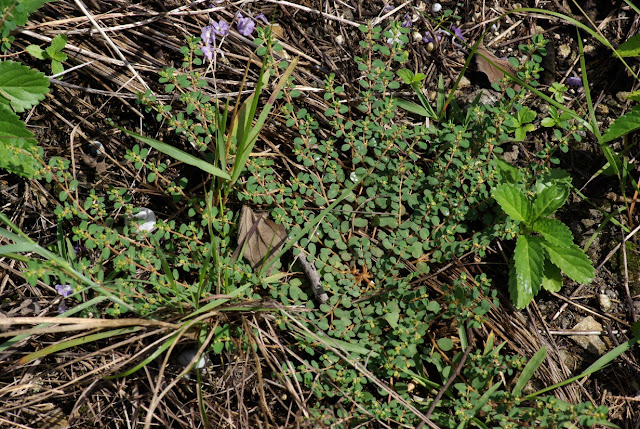Euphorbia species - Chamaesyce species