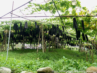 local farming at Taiwan aborginals