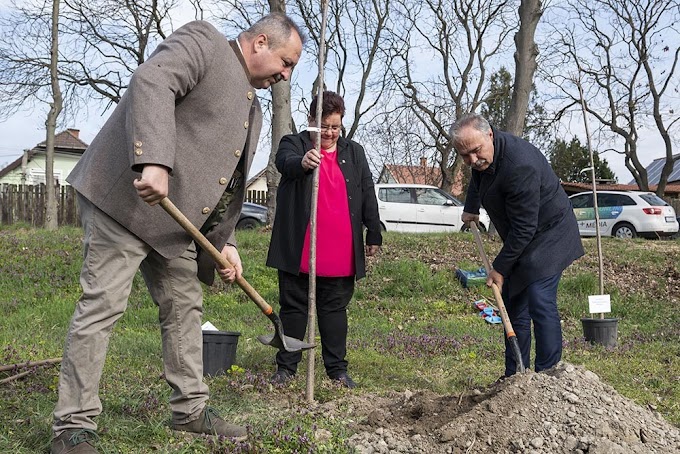 Tízezer fát ültetnek idén a Településfásítási program részeként