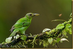 Green Honeycreeper - Chlorophanes spiza Green Honeycreeper - Chlorophanes spiza