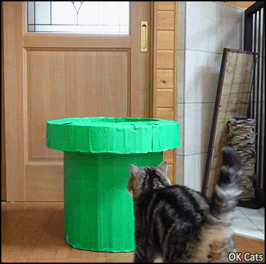 Amazing Cat GIF • Wow! Funny Maru teleports with pipe: back and forth! [ok-cats.com]
