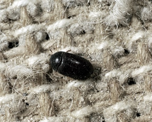 How to get rid of carpet beetles permanently  Evolutionext