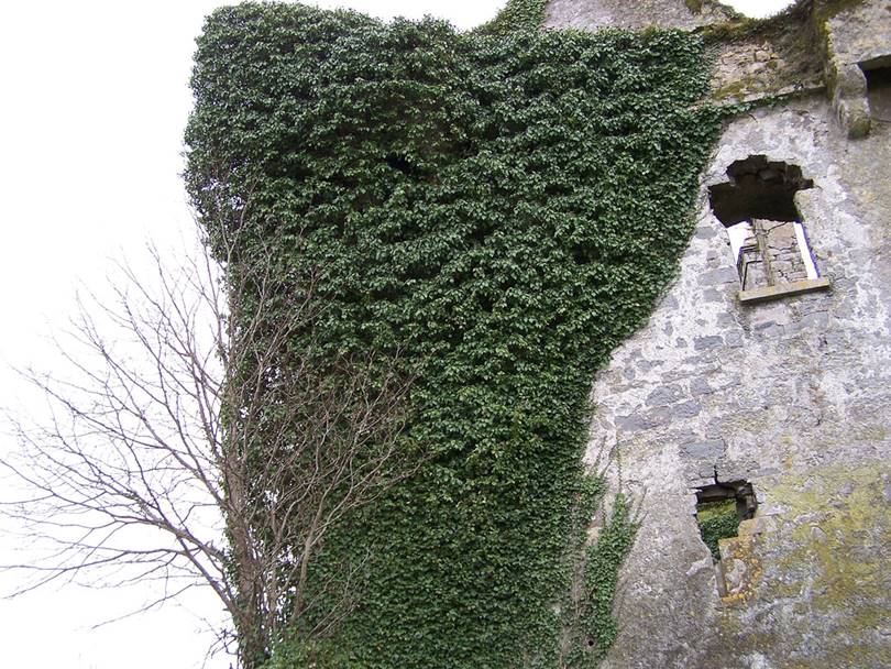 galway ireland pictures, menlo castle history, menlo castle haunted, blake castle, menlo ireland, how big is galway