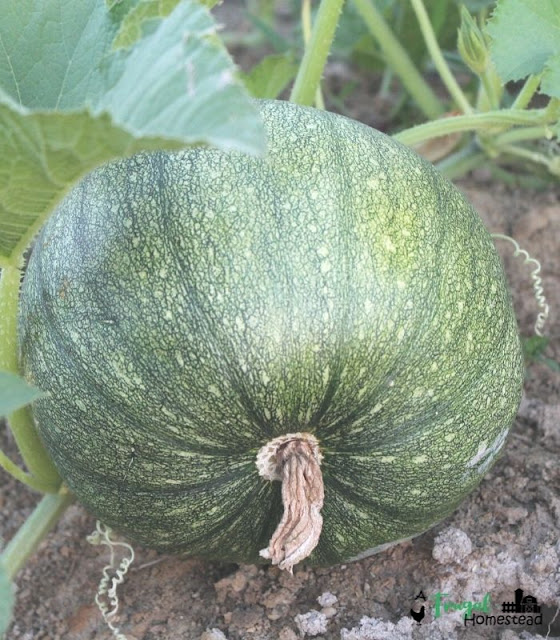 grow a pumpkin from seed