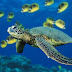 Hawaiian Green Sea Turtle