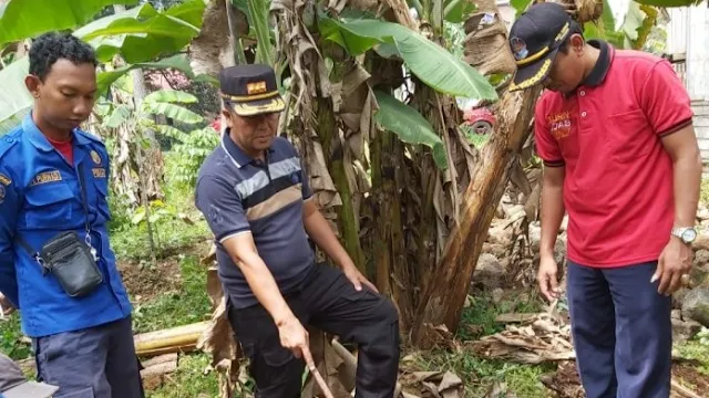 Tim Rescue Damkar Kota Payakumbuh Tangkap 9 Ekor Ular