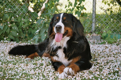 Bernese Mountain Dog