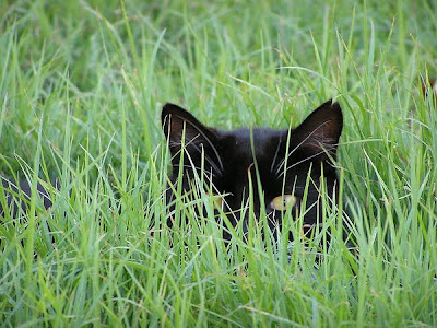 Cool Cats Hiding Seen On www.coolpicturegallery.us