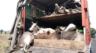 गौवंश से भरे 12 चक्का ट्रक पकड़ाया, डबल पाटेशन लगाकर भरे थे गौवंश