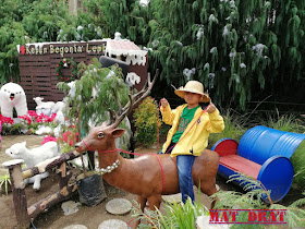 Bercuti Bandung Kebun Begonia Lembang