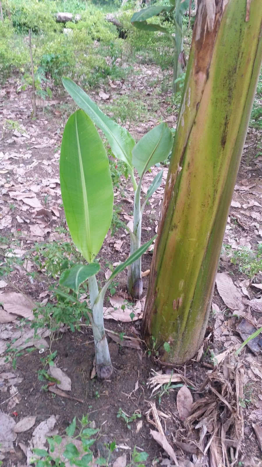 Warisan Petani: Tanaman Pisang 9 : Pisang Nipah.