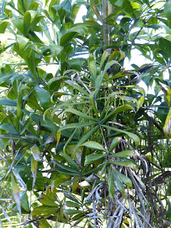 Dypsis fasciculata