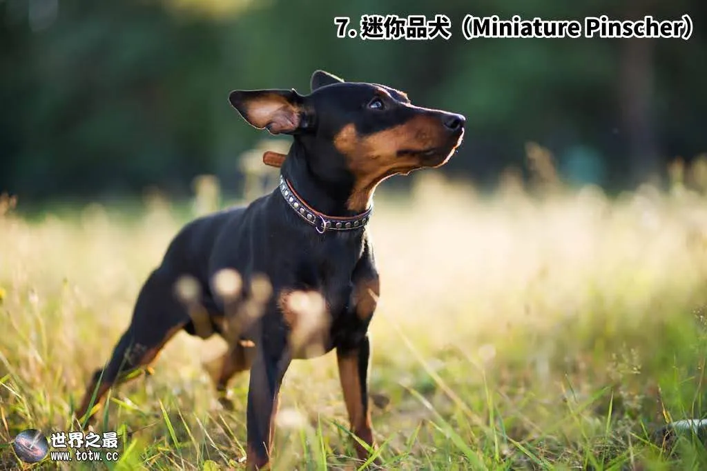 全世界最小的10種狗狗｜越迷你越惹人憐愛的汪星人｜Top 10