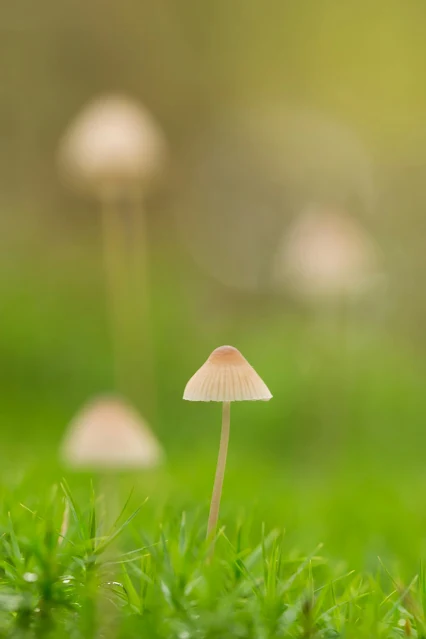 Mushrooms benefits and uses