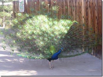 Zoo-April 2012 003