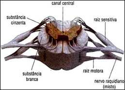 Medula Espinhal