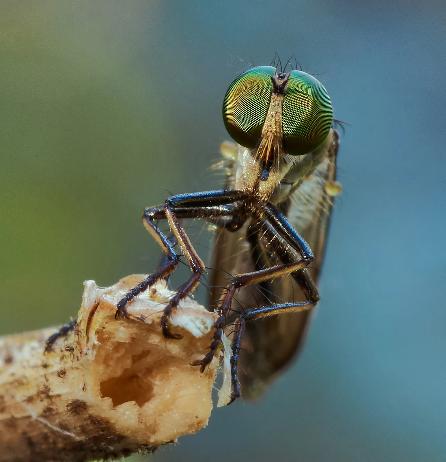 The soft, gentle background bring out the vibrancy and boldness of the Robber Flies eyes and legs.