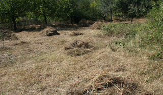 More grass drying